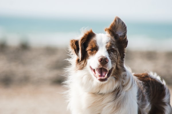 Pawfect Style Pet Spa & Salon