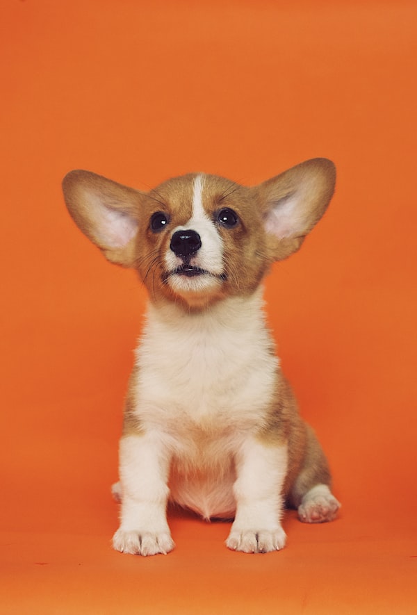 Fluffy Cuts Luxury Pet Grooming