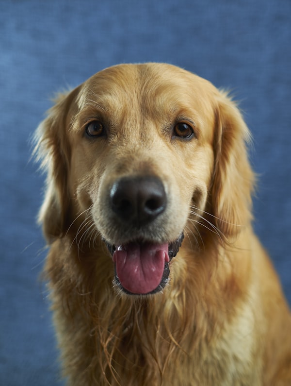 Goa SPCA Animal Welfare & Adoption Center