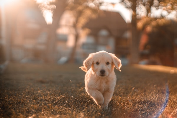 Panaji Pet Care & Vet Hospital
