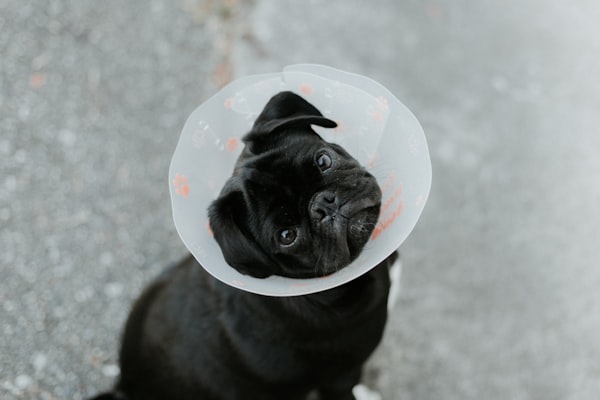 Bombay Pet Hospital & Surgery Center